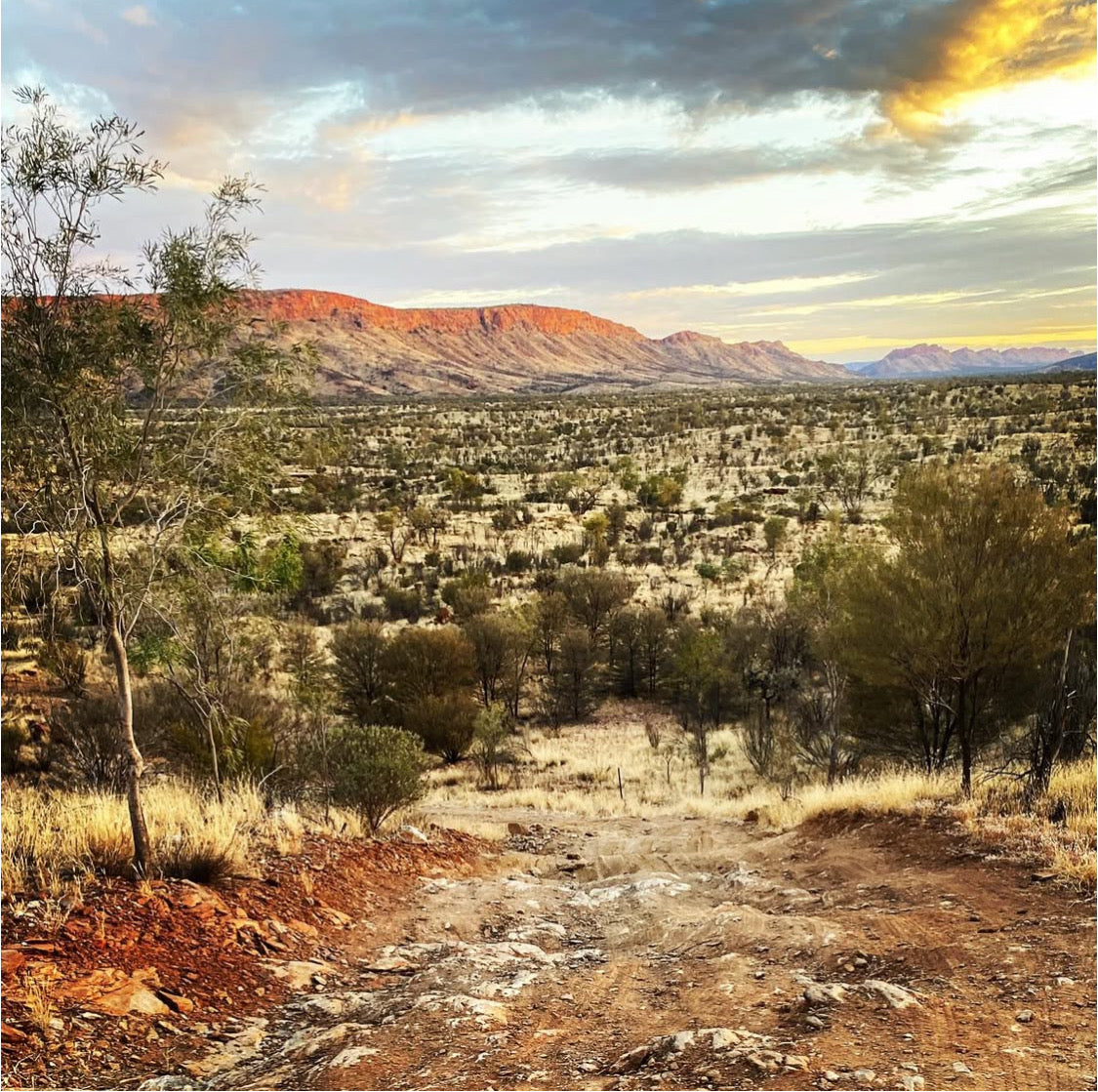 Larapinta//Sandalwood Pepper