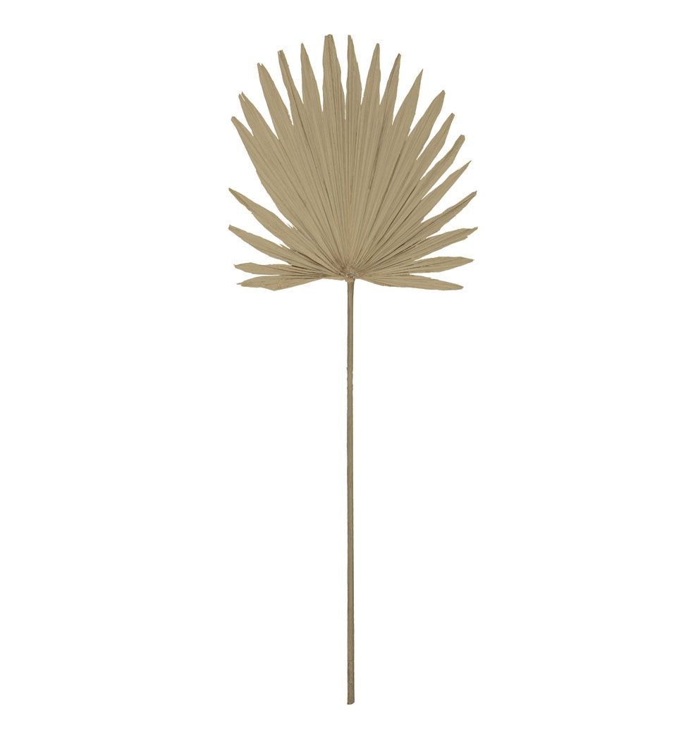 Dried Sun Fan Palm Stem
