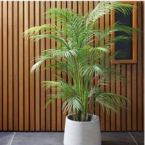 Palm Areca