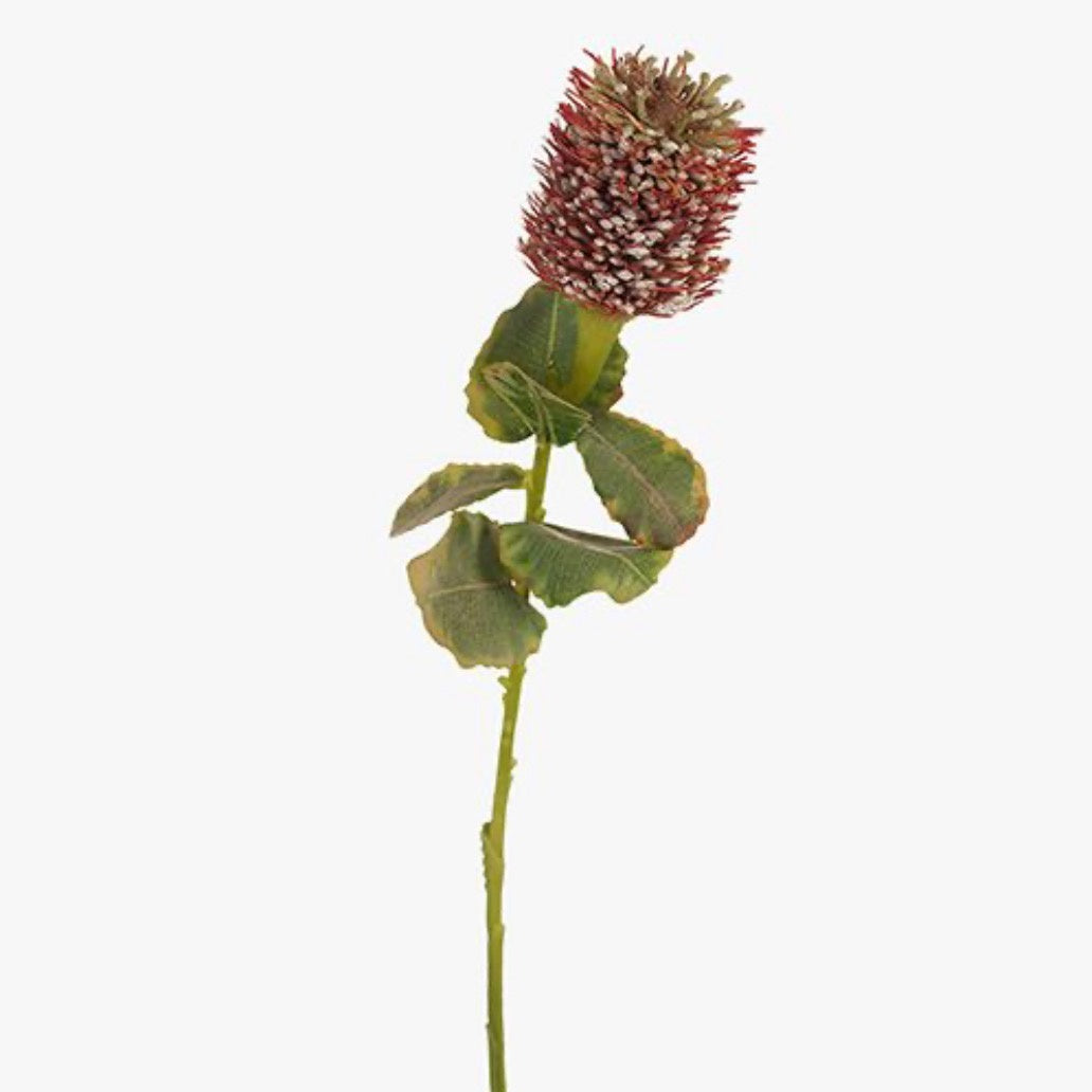 Protea Leucadendron Hybrid