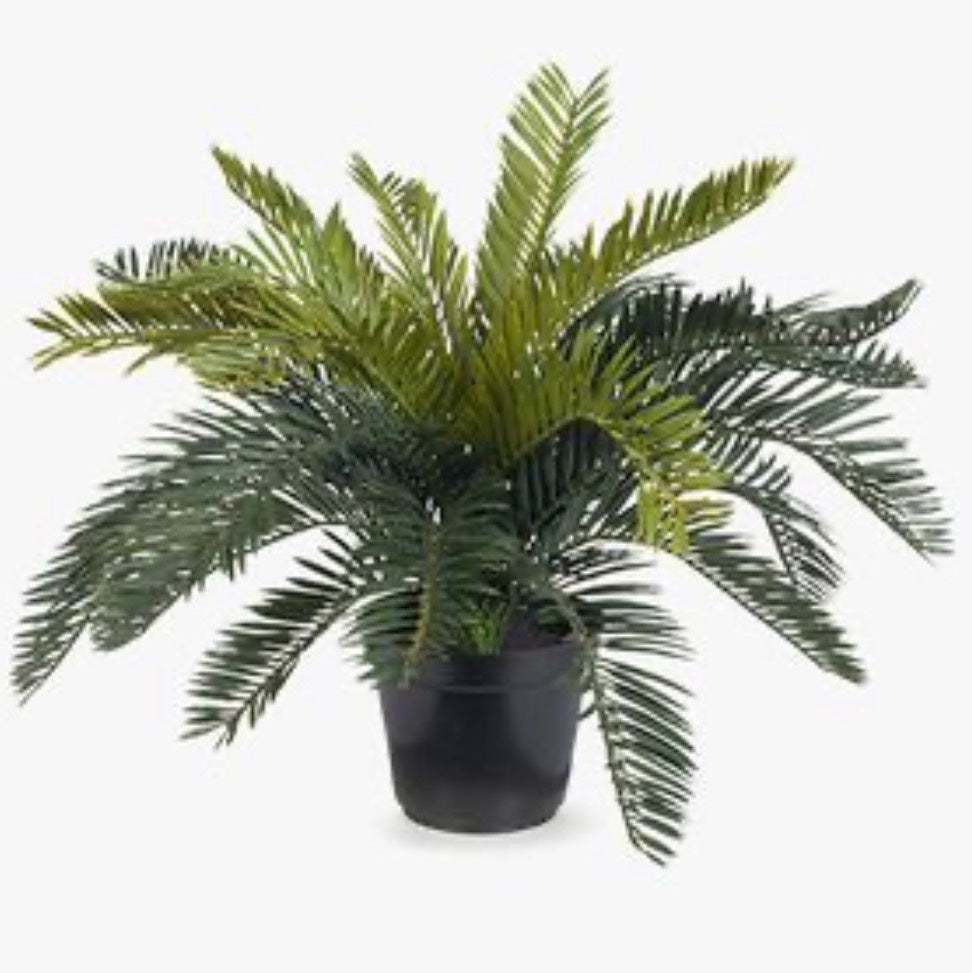 Cycad Palm in Pot
