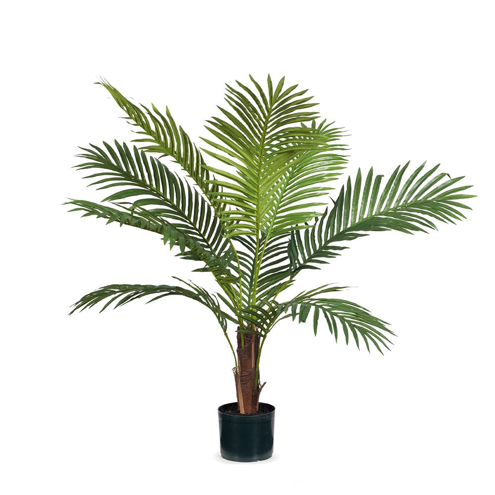 Palm Kentia