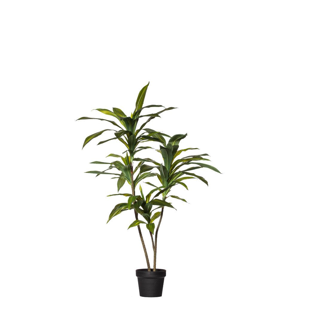 Dracaena Fragrans Tree 110cm
