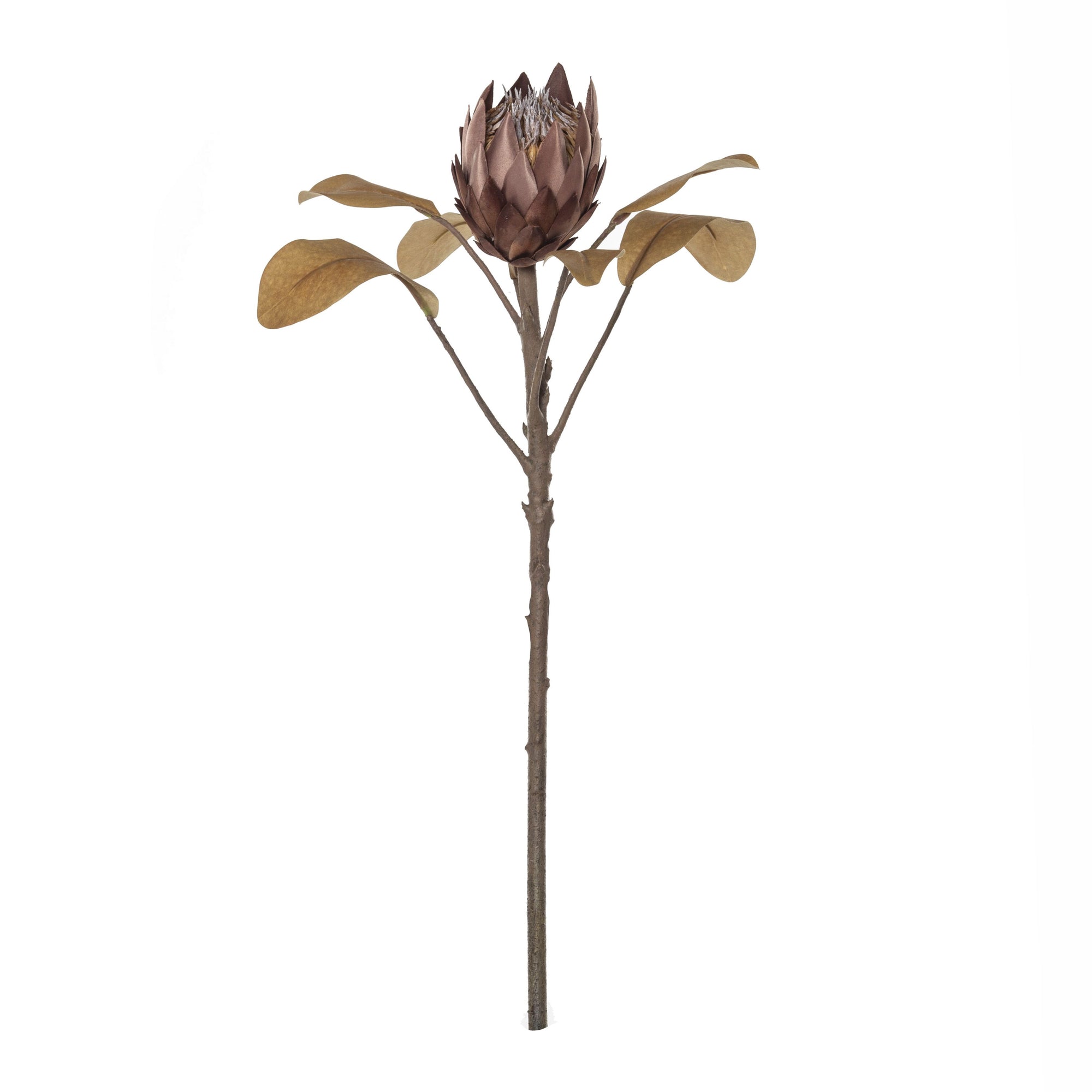 Protea Dark Brown