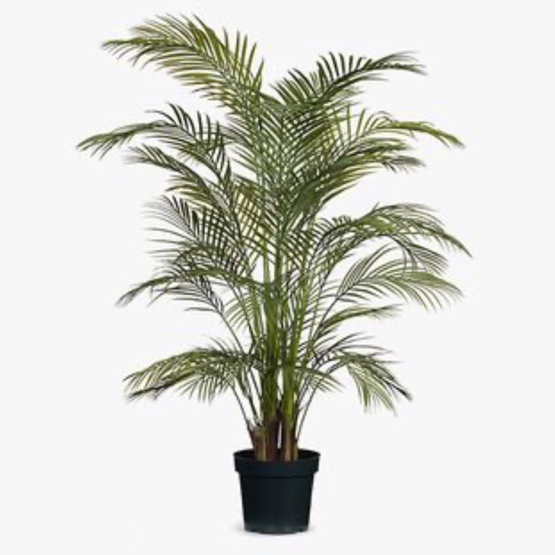 Palm Areca