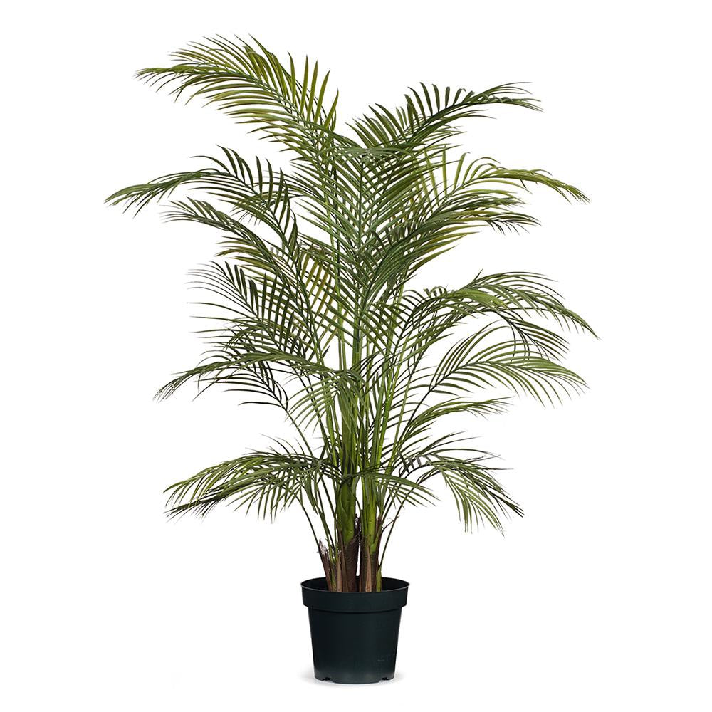 Areca Palm 150cm