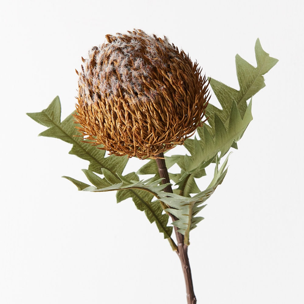 Banksia Acorn Coffee